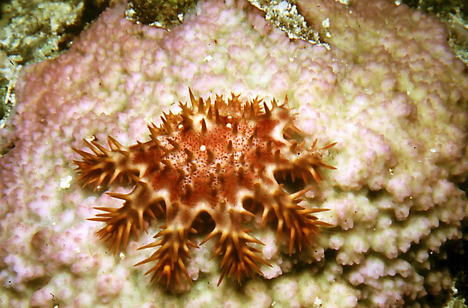 https://en.wikipedia.org/wiki/Crown-of-thorns_starfish#/media/File:Early_coral-feeding_COTS.JPG