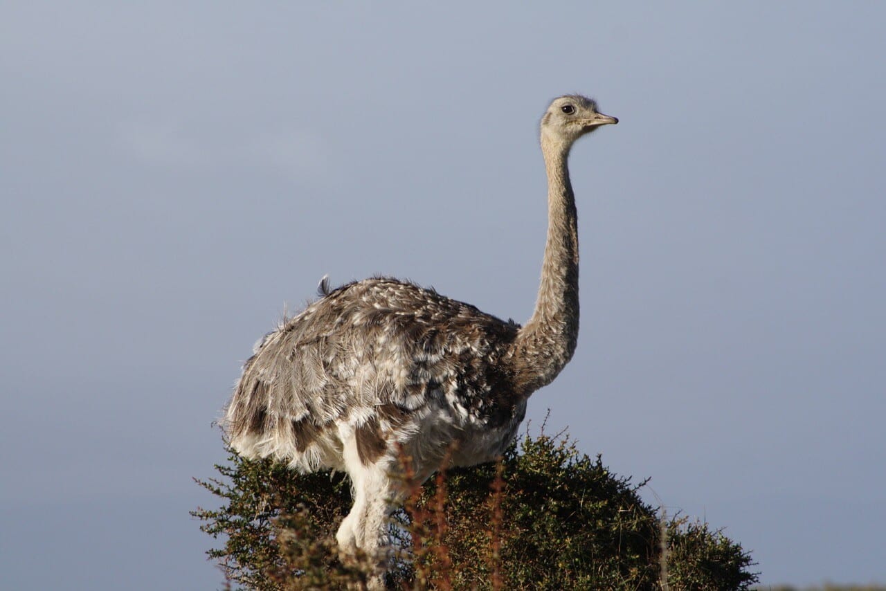 Darwin's Rhea