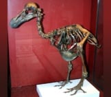 Dodo-Skeleton, Natural History Museum, London, England Photo By: Heinz-Josef Lücking Cc By-Sa 2.5 Https://Creativecommons.org/Licenses/By-Sa/2.5 