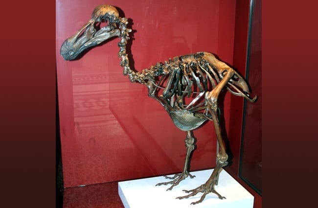 Dodo-Skeleton, Natural History Museum, London, England Photo by: Heinz-Josef Lücking CC BY-SA 2.5 https://creativecommons.org/licenses/by-sa/2.5 