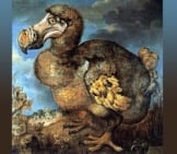 Jan Savery&#039;S Painting Of A Dodo (1651)Photo By: Jan Savery [Public Domain]