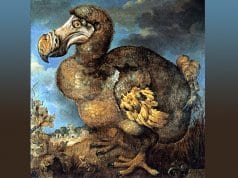 Jan Savery's painting of a dodo (1651)Photo by: Jan Savery [Public domain]