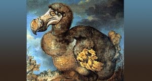 Jan Savery's painting of a dodo (1651)Photo by: Jan Savery [Public domain]
