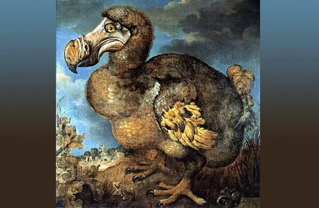 Jan Savery&#039;s painting of a dodo (1651)Photo by: Jan Savery [Public domain]