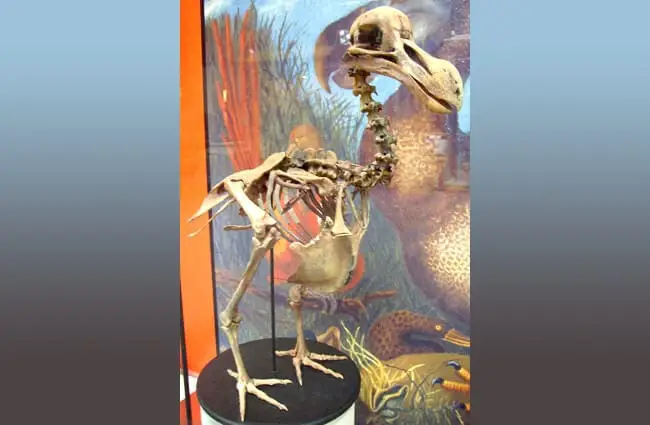 Слепок скелета дронта в Национальном историческом музее Фото: Firsfron CC BY-SA 3.0 https://commons.wikimedia.org/w/index.php? curid=12760820