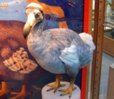 Replica Of A Dodo In A Natural History Museum