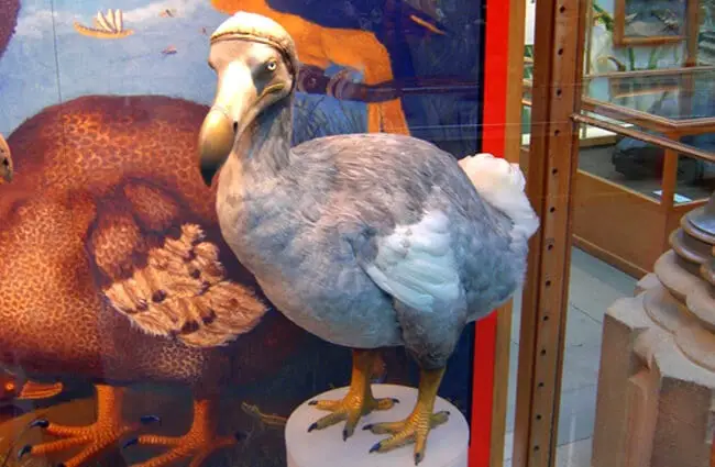 Replica of a Dodo in a natural history museum