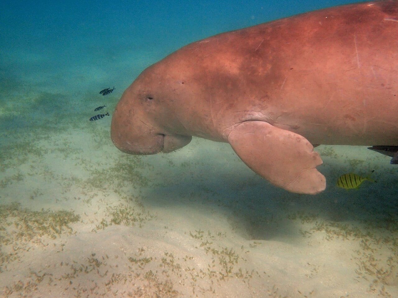 https://pixabay.com/en/manatee-dugong-snorkeling-diving-1305774/