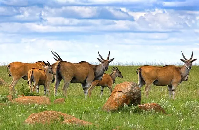 Herd of male Eland