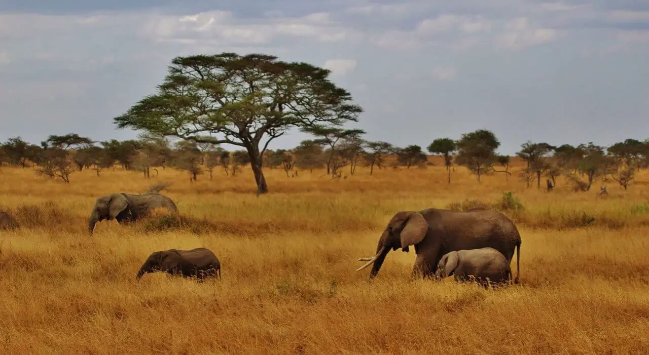 The Wildlife of Serengeti National Park - Animals Network