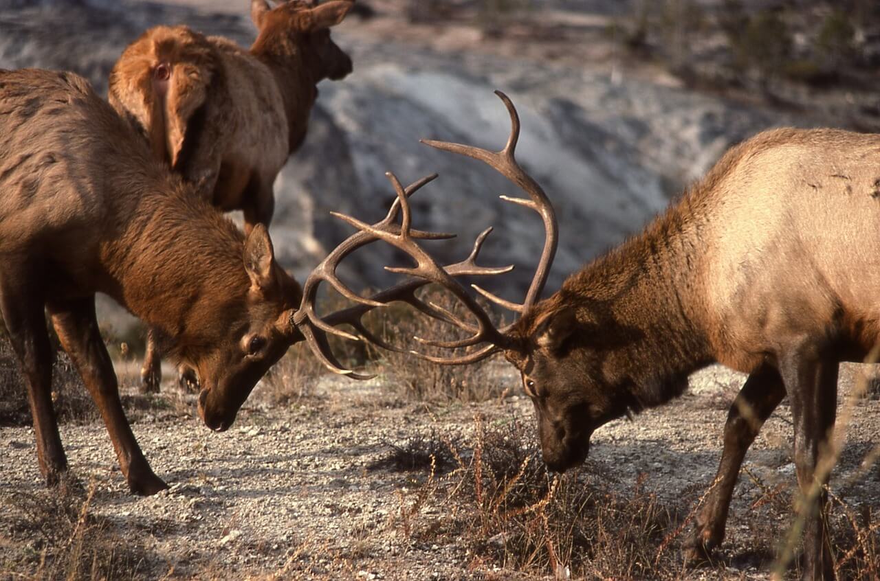 https://pixabay.com/en/bull-elk-sparring-wildlife-nature-2124695/