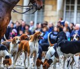 Foxhounds Gathering Before The Hound Show