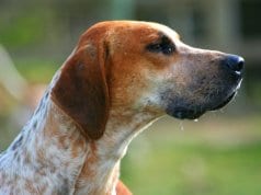 Closeup portrait of a mature foxhoundPhoto by: Flickr user Thowra_uk CC BY 2.0 https://creativecommons.org/licenses/by/2.0