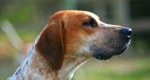 Closeup portrait of a mature foxhoundPhoto by: Flickr user Thowra_uk CC BY 2.0 https://creativecommons.org/licenses/by/2.0