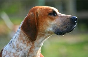 Closeup portrait of a mature foxhoundPhoto by: Flickr user Thowra_uk CC BY 2.0 https://creativecommons.org/licenses/by/2.0