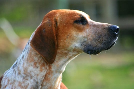 Closeup portrait of a mature foxhoundPhoto by: Flickr user Thowra_uk CC BY 2.0 https://creativecommons.org/licenses/by/2.0