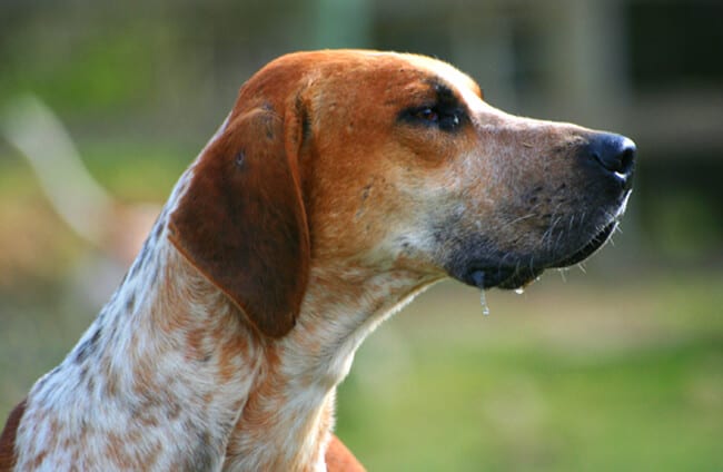 are english foxhound good with kids