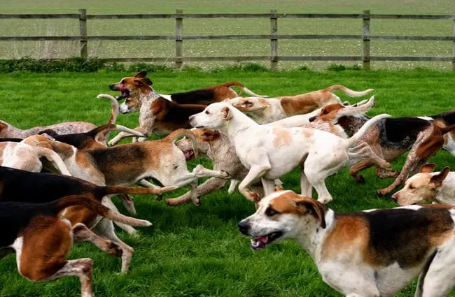 Foxhounds of the Vale of Aylesbury on the hunt Photo by: psi_mon https://creativecommons.org/licenses/by-nc-sa/2.0/