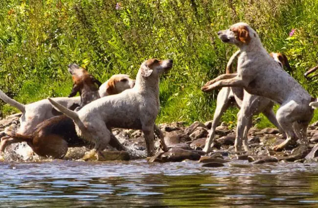 A pack of English Foxhounds playing in the river Photo by: Tom Blackwell https://creativecommons.org/licenses/by-nc-sa/2.0