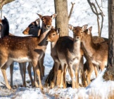 Fallow Deer Herd In Winter