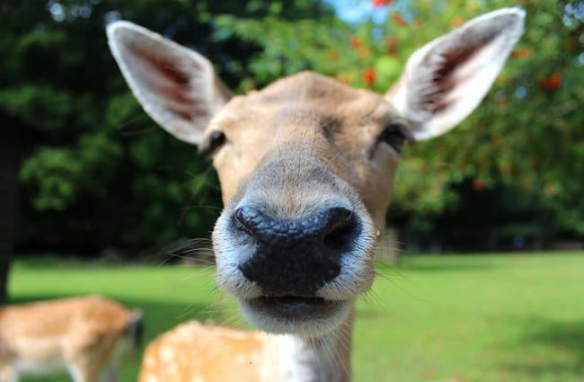 Fallow Deer checking out the camera