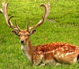 Striking Fallow Deer Buck, Boasting An Impressive Rack