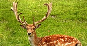 Striking Fallow Deer buck, boasting an impressive rack