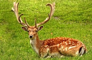 Striking Fallow Deer buck, boasting an impressive rack