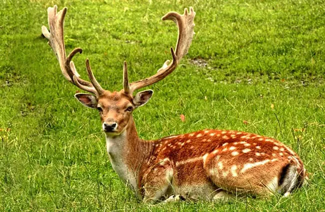 Striking Fallow Deer buck, boasting an impressive rack