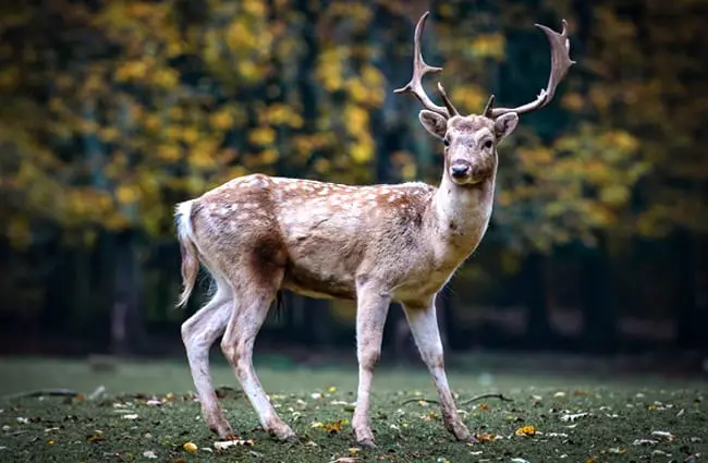 Fallow Deer buck on guard for dangers