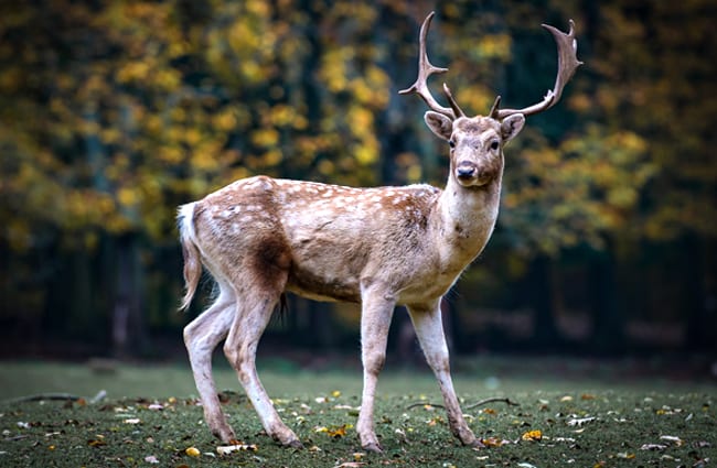 Fallow Deer buck on guard for dangers