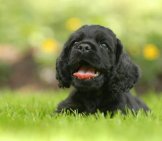 Field Spaniel Puppy Photo By: (C) Colecanstock Www.fotosearch.com