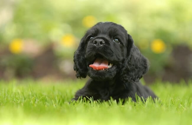 Field Spaniel puppy Photo by: (c) Colecanstock www.fotosearch.com
