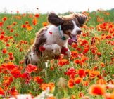 Field Spaniel Loping Through A Field Of Flowersphoto By: Pierrick Flajoulothttps://Creativecommons.org/Licenses/By-Nd/2.0/