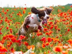 Field Spaniel loping through a field of flowersPhoto by: Pierrick Flajoulothttps://creativecommons.org/licenses/by-nd/2.0/