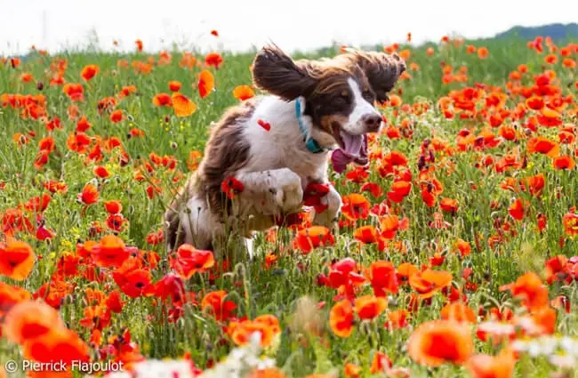 Field Spaniel loping through a field of flowersPhoto by: Pierrick Flajoulothttps://creativecommons.org/licenses/by-nd/2.0/