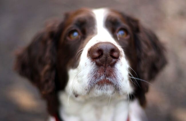 Closeup of a beautiful Field Spaniel Photo by: Zoe Shuttleworth https://creativecommons.org/licenses/by-nd/2.0/