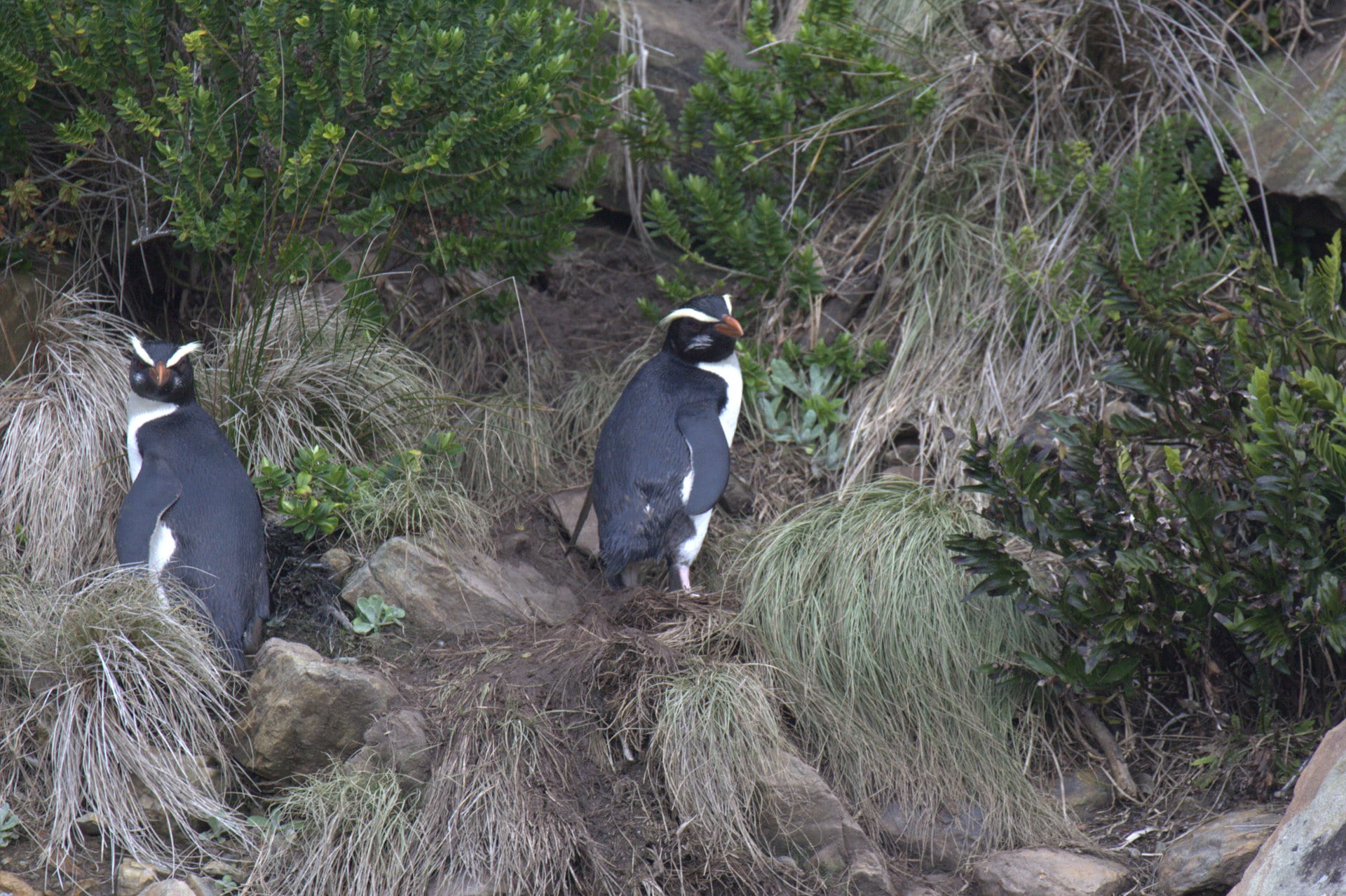 https://en.wikipedia.org/wiki/Fiordland_penguin#/media/File:Fiordland_Crested_Penguin.jpg