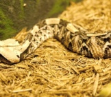 Captive Gaboon Viper In A Zoo Settingphoto By: Scott Calleja Https://Creativecommons.org/Licenses/By-Sa/2.0/V
