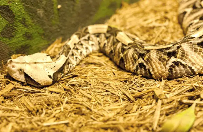 Captive Gaboon Viper in a zoo settingPhoto by: Scott Calleja https://creativecommons.org/licenses/by-sa/2.0/v