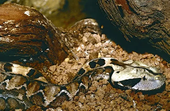 Juvenile Gaboon Viper in a Barcelona zoo Photo by: Bernard DUPONT https://creativecommons.org/licenses/by-sa/2.0/ 
