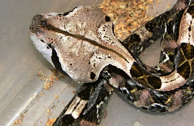 Closeup of a Gaboon Viper&#039;s triangular head Photo by: John https://creativecommons.org/licenses/by-sa/2.0/