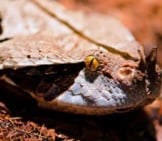 Closeup Of A Gaboon Viper - Notice The Thorn-Like Horn On Its Nosephoto By: Tambako The Jaguarhttps://Creativecommons.org/Licenses/By-Sa/2.0/