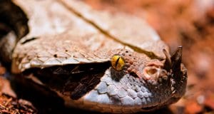 Closeup of a Gaboon Viper - notice the thorn-like horn on its nosePhoto by: Tambako The Jaguarhttps://creativecommons.org/licenses/by-sa/2.0/