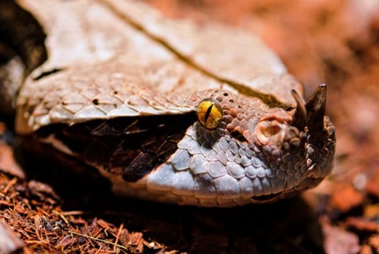 Closeup of a Gaboon Viper - notice the thorn-like horn on its nosePhoto by: Tambako The Jaguarhttps://creativecommons.org/licenses/by-sa/2.0/