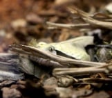 Look Closely For The Gaboon Viper, Hidden In The Leaves Photo By: Tom Woodward Https://Creativecommons.org/Licenses/By-Sa/2.0/