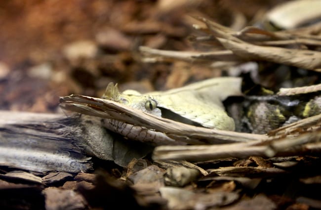 Look closely for the Gaboon Viper, hidden in the leaves Photo by: Tom Woodward https://creativecommons.org/licenses/by-sa/2.0/