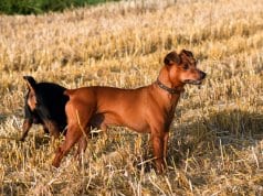 Beautiful red German Pinscher in a stubble fieldPhoto by: (c) dadalia www.fotosearch.com