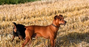 Beautiful red German Pinscher in a stubble fieldPhoto by: (c) dadalia www.fotosearch.com