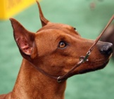 Beautiful German Pinscher In The Show Ring Photo By: Lori Branham Cc By 2.0 Https://Creativecommons.org/Licenses/By/2.0